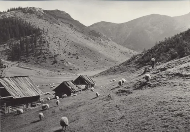 Archive photo of sheep grazing by shepherds' huts in the Jaworzynka Valley.
