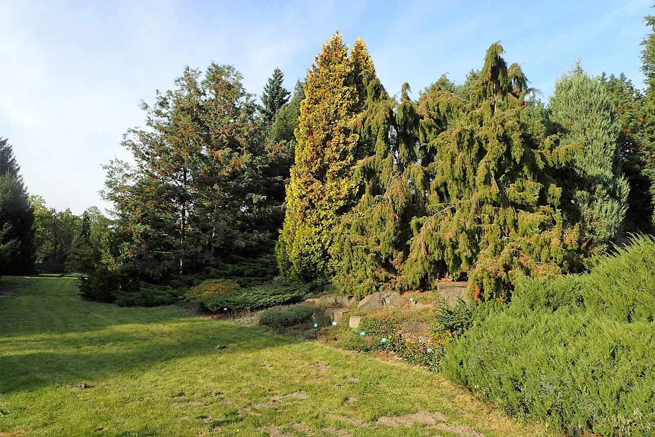 Conifers in the alpine garden of the Botanical Garden in Łódź.
