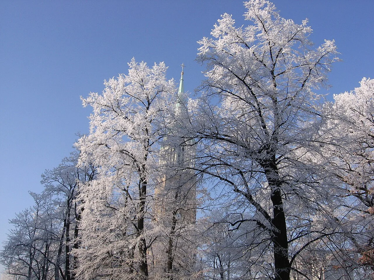The spire of Łódź Cathedral behind frost-covered trees in winter.