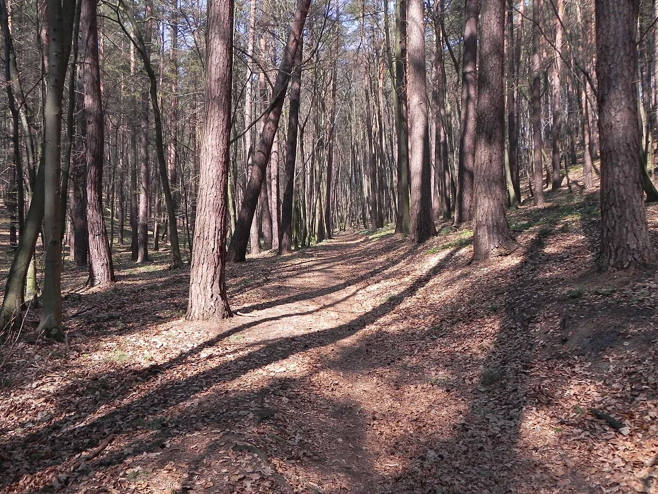 Woodland of the Tricity Landscape Park in Górny Sopot.