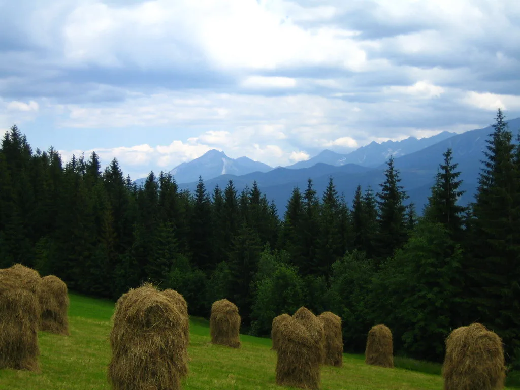 Haystacks in a meadow below the Tatras near Zakopane.
