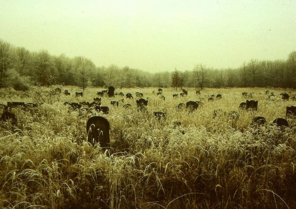 Gravestones in frosted grass at the Jewish Cemetery on Bracka Street in Łódź.