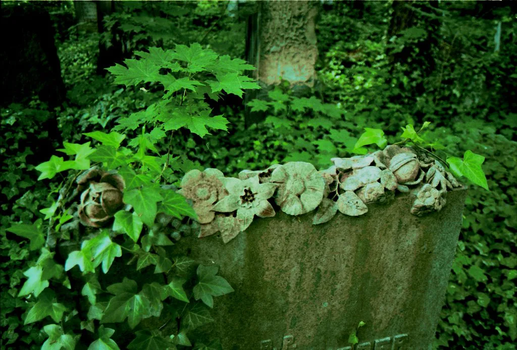 An ivy-covered gravestone in the Jewish Cemetery on Bracka Street in Łódź.
