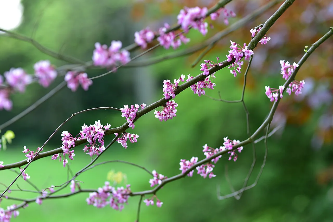 Spring blossom in the Kórnik Arboretum.