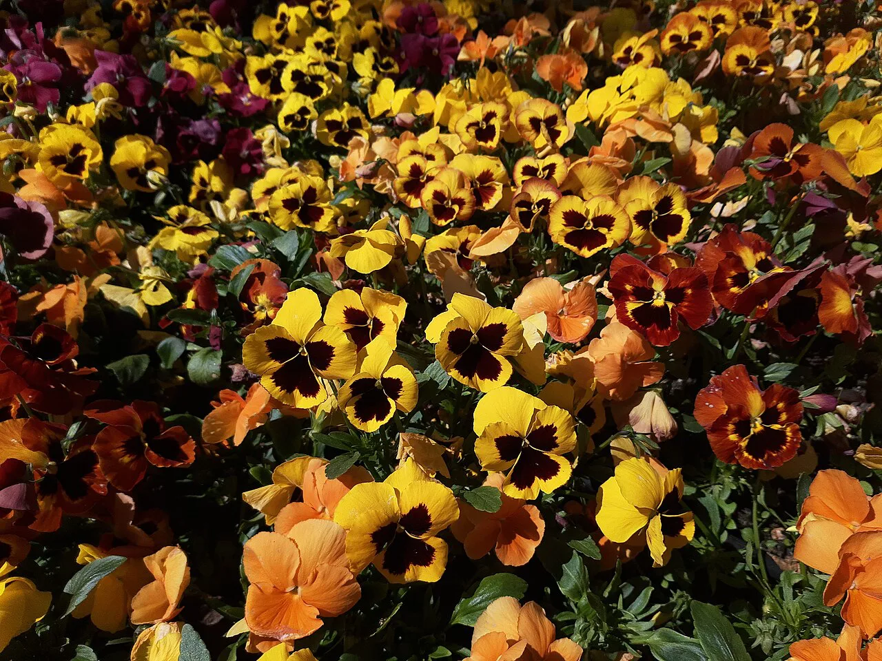 Pansies in the park near the Lutheran church in Sopot.
