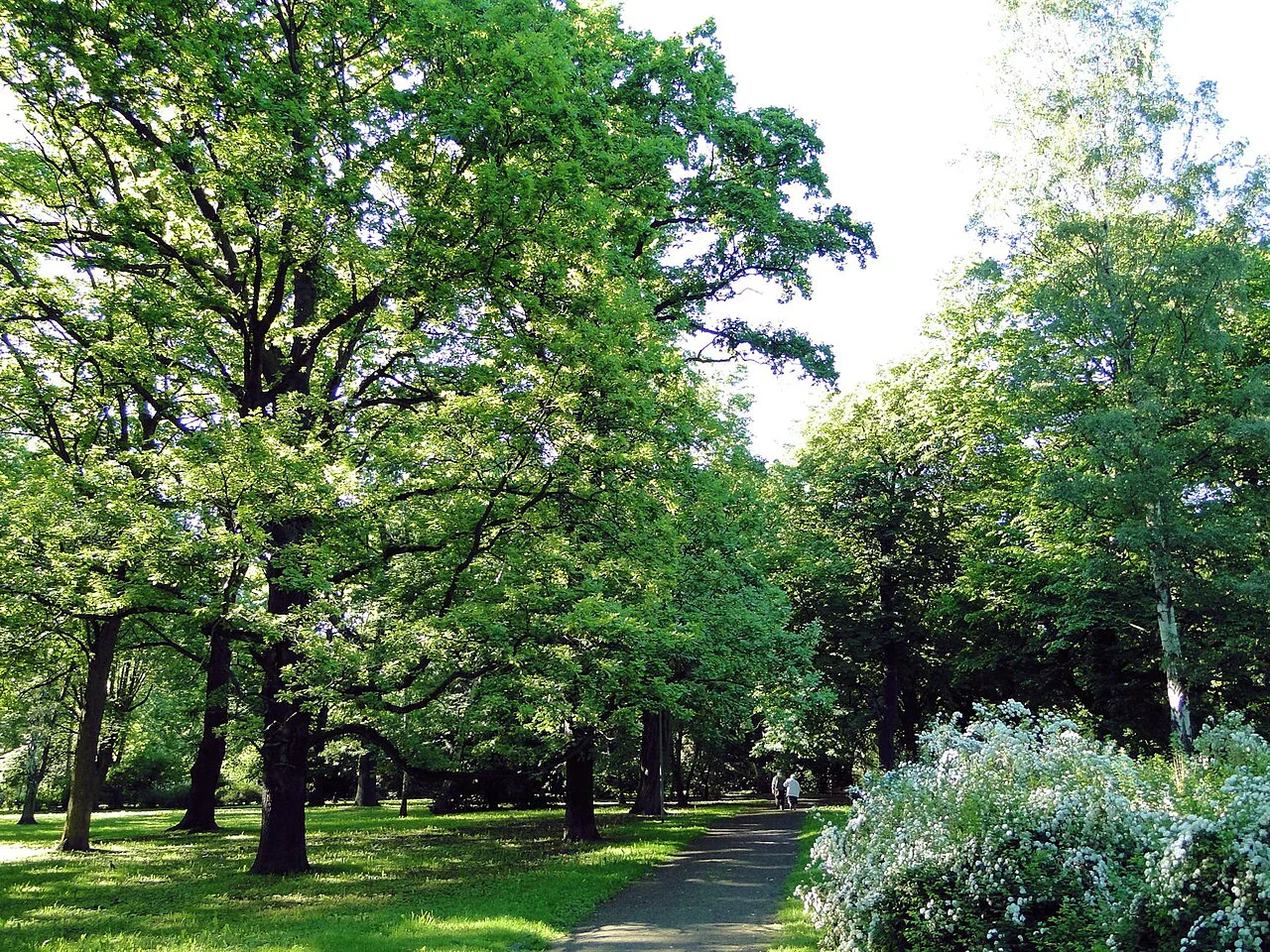 Trees and paths in Żeromski Park, Szczecin.