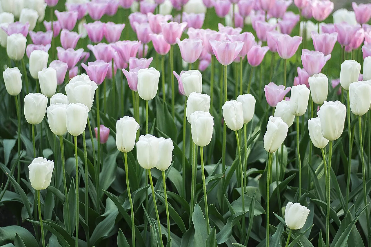 Spring tulips in Royal Łazienki Park, Warsaw.