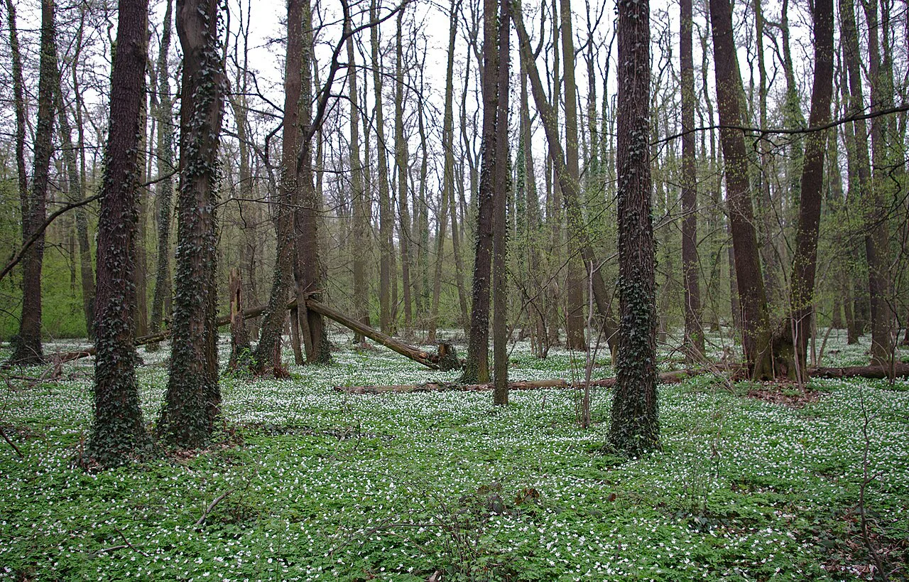 Polesie Konstantynowskie nature reserve in Łódź.