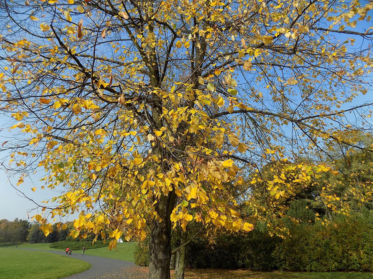 Autumn colours in Citadel Park, Poznań.