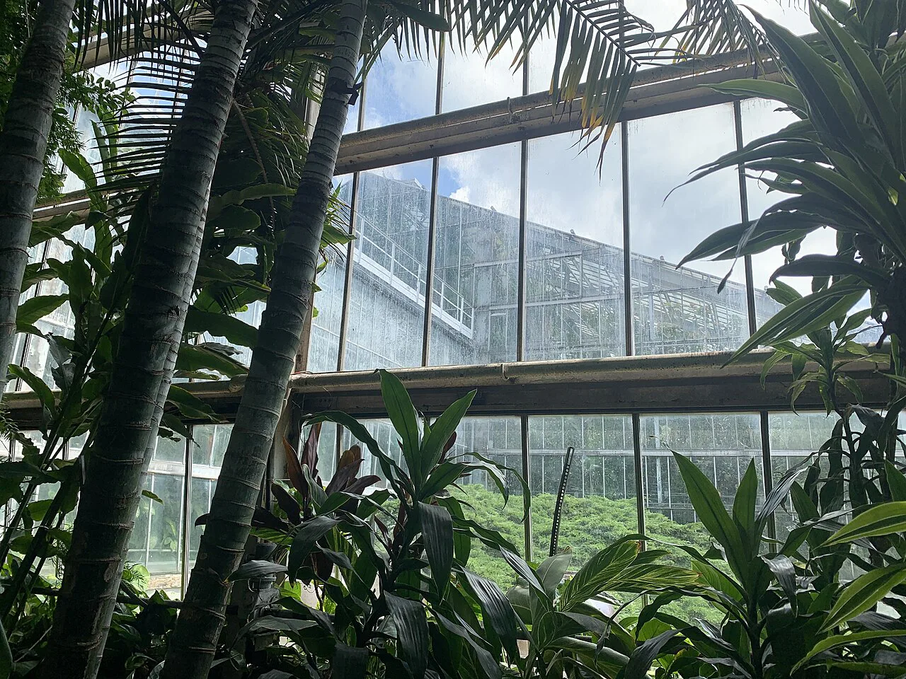Inside the Palm House in Poznań.
