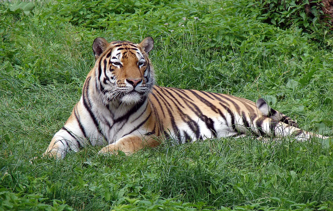 A Siberian tiger at Łódź Zoo.