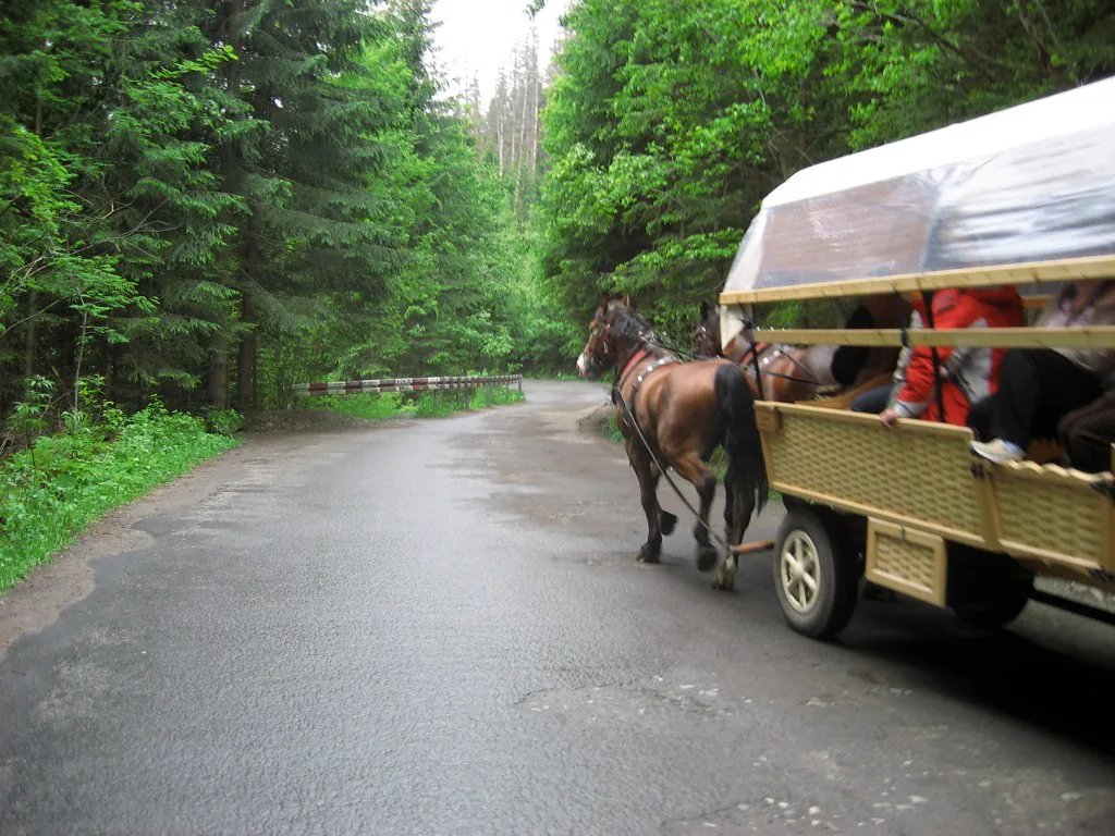 A horse-drawn cart on a forest road near Zakopane.