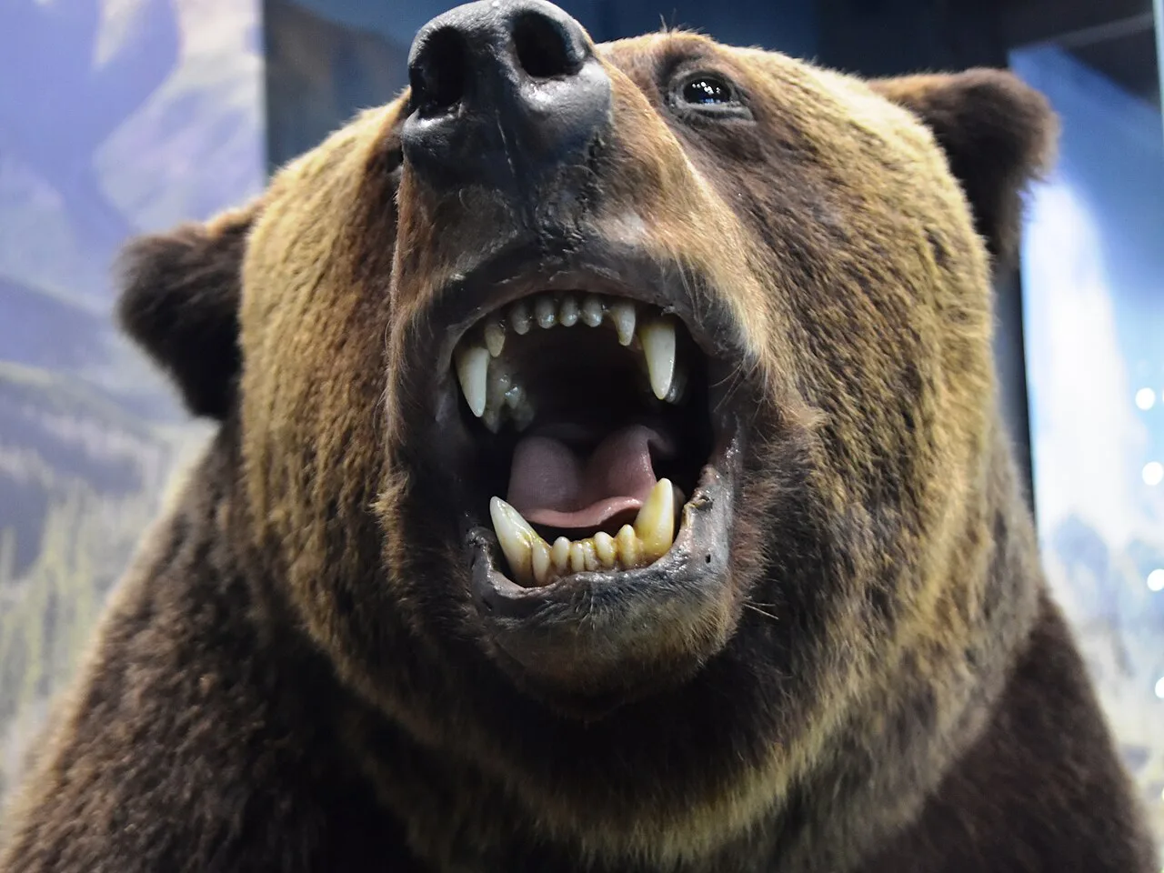 A stuffed brown bear in the Tatra Museum in Zakopane.