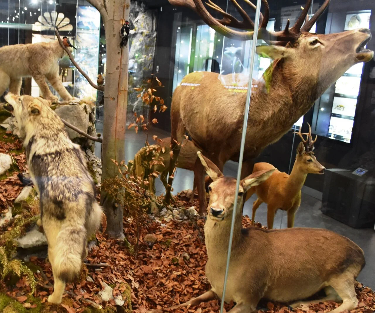 Stuffed deer in a natural history display at the Tatra Museum in Zakopane.